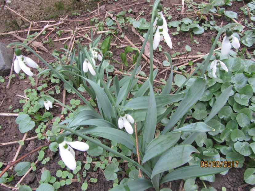  - Flori de gradina-2017 primavara