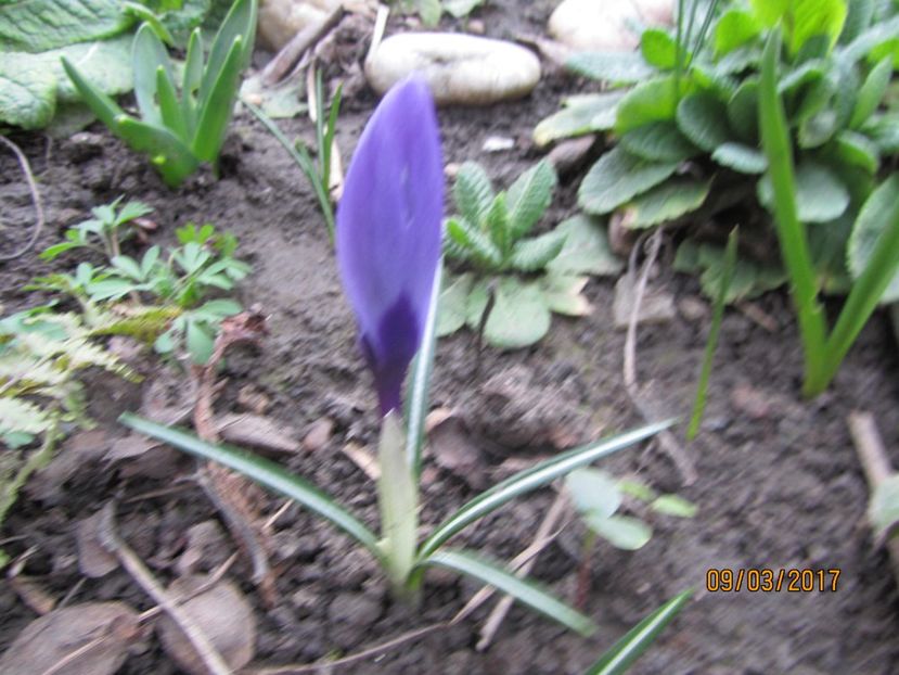  - Flori de gradina-2017 primavara