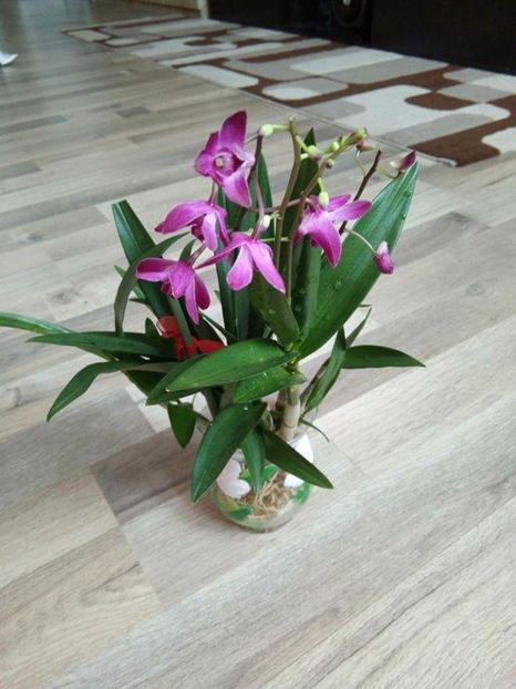  - florile mele dragi