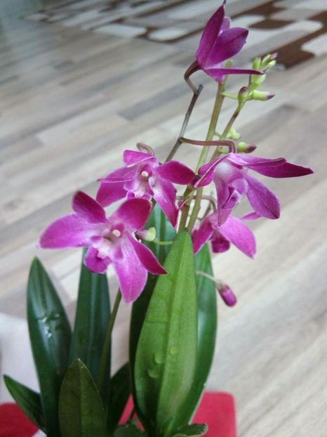  - florile mele dragi