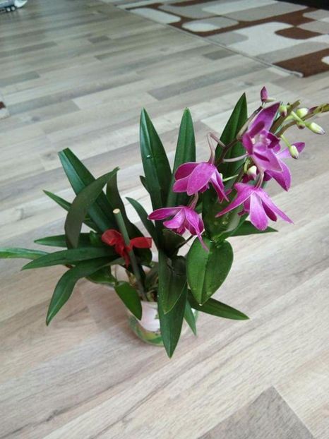  - florile mele dragi
