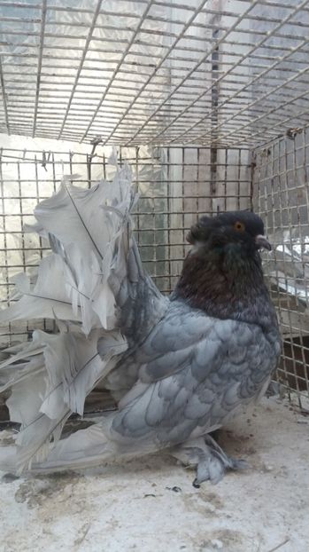 MG.LOFT - 3 VOLTATI INDIENI