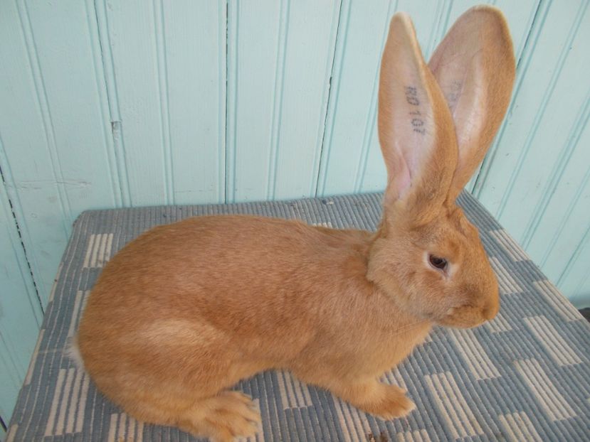 Femela RO107 - 0 TINERET 2017