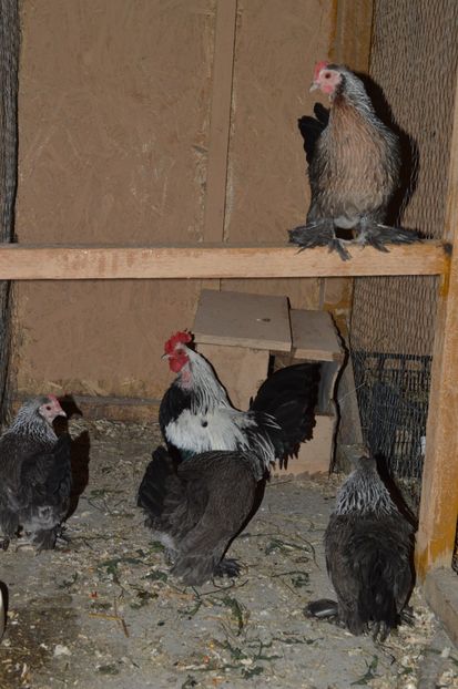 mii de flori argintiu - b Mii de flori argintiu