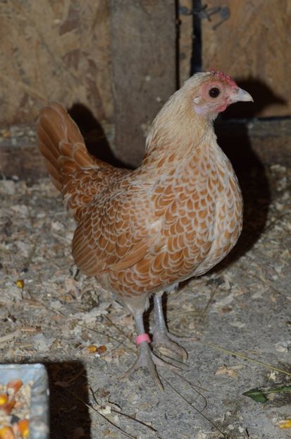 chamois - b Sebright chamois