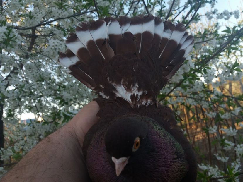  - castaniu de craiova