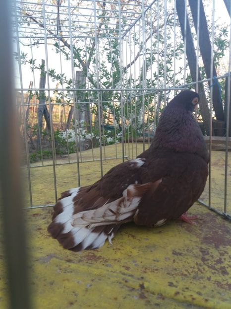  - castaniu de craiova