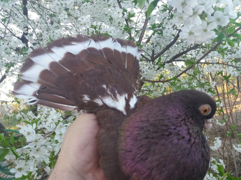  - castaniu de craiova