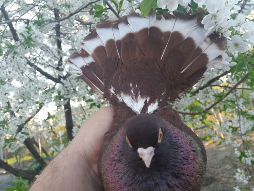  - castaniu de craiova