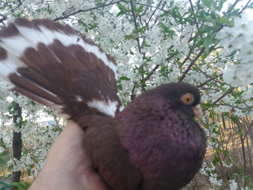  - castaniu de craiova