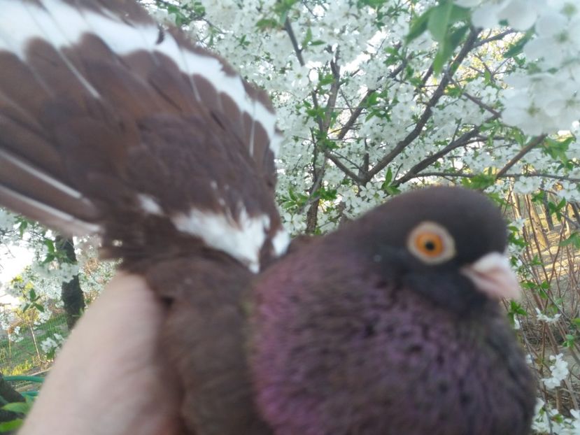  - castaniu de craiova