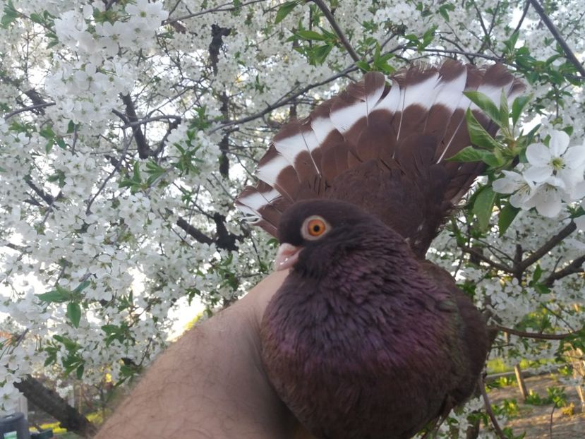  - castaniu de craiova