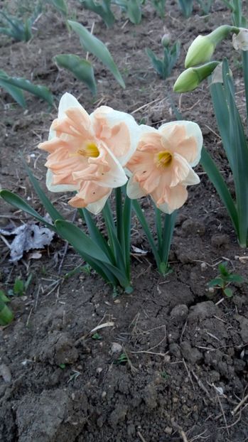 apricot whirl - Primavara 2017