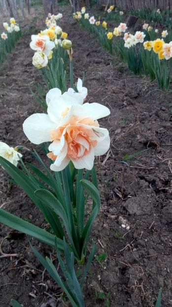 replete - Primavara 2017