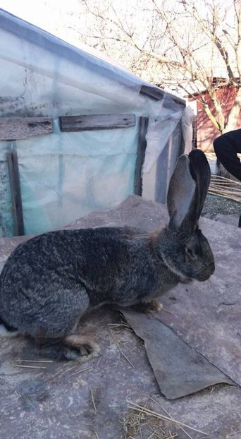 1 (3) - Femela 1 13 04 2016