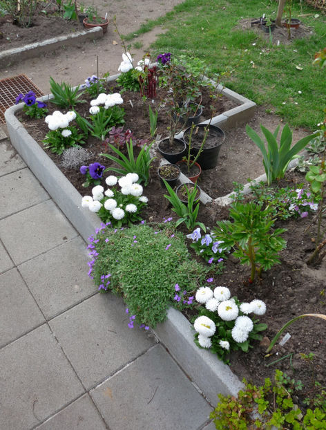 P2060050 - 2017 - 01 - Primavara