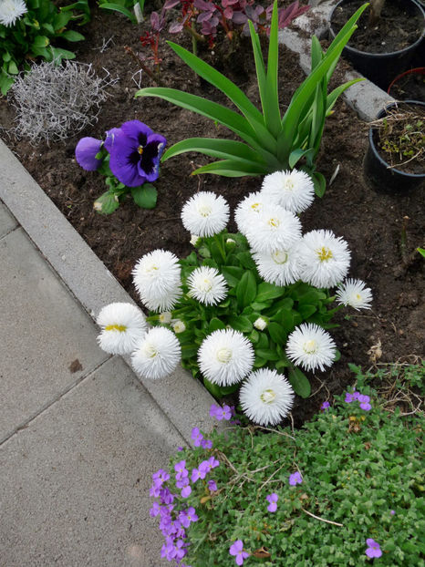 P2060051 - 2017 - 01 - Primavara