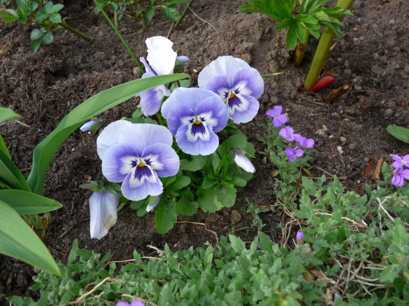 P2060052 - 2017 - 01 - Primavara