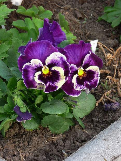 P2060066 - 2017 - 01 - Primavara