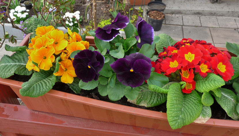 P2060074 - 2017 - 01 - Primavara