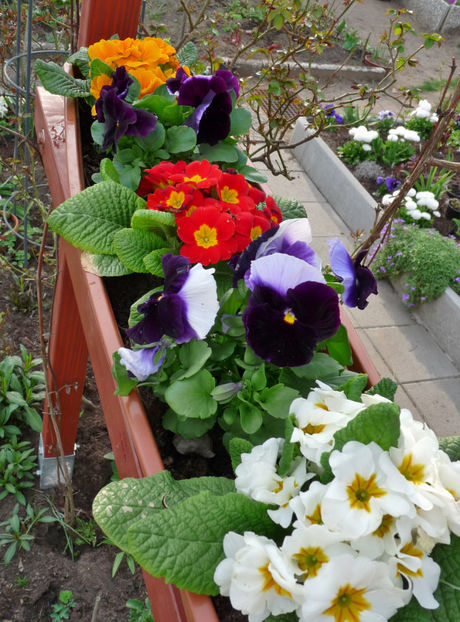 P2060077 - 2017 - 01 - Primavara