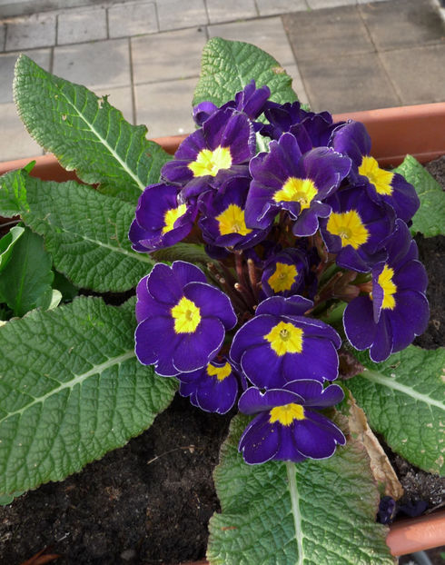 P2060081 - 2017 - 01 - Primavara