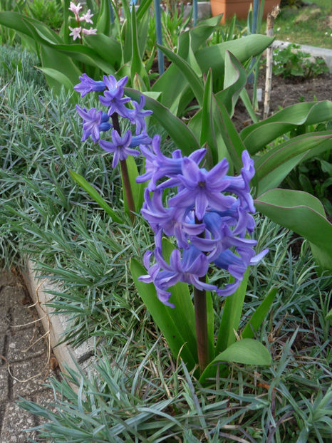 P2060086 - 2017 - 01 - Primavara