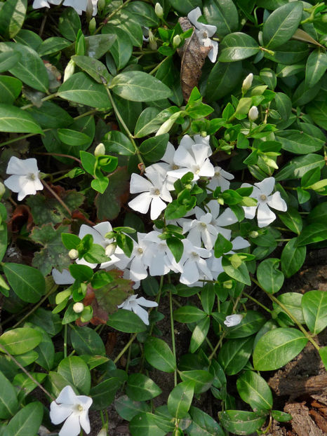 P2060098 - 2017 - 01 - Primavara