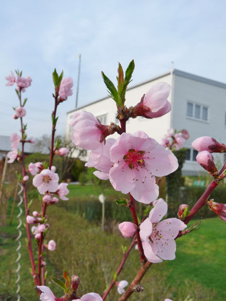 P2060134 - 2017 - 01 - Primavara