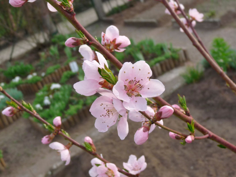 P2060146 - 2017 - 01 - Primavara