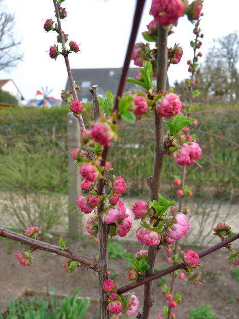 P2060158 - 2017 - 01 - Primavara