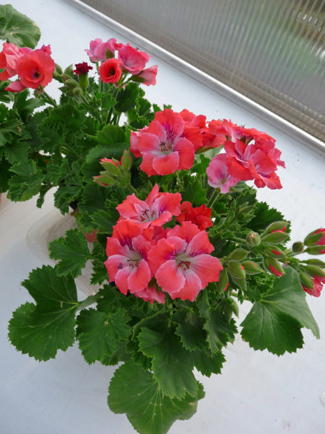 muscate - 2017 - 01 - Primavara