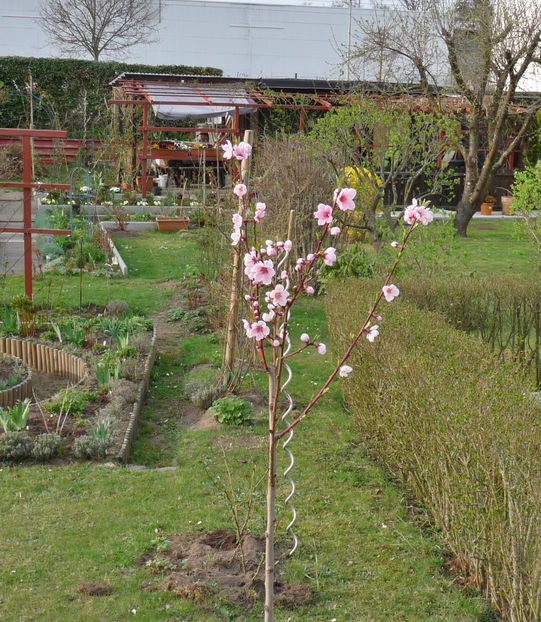 P2060180 - 2017 - 01 - Primavara