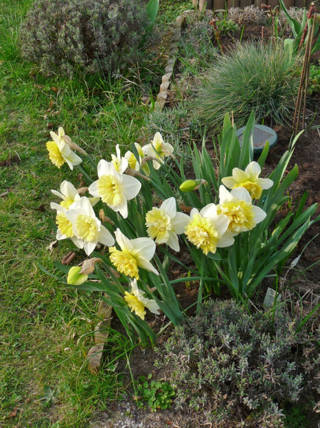 P2060184 - 2017 - 01 - Primavara