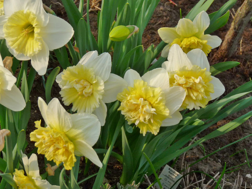  - 2017 - 01 - Primavara