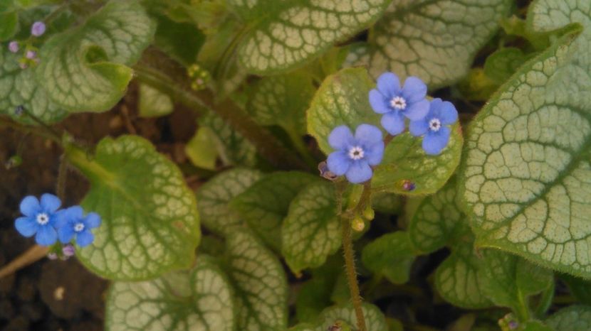 Brunnera macrophylla 'Jack Frost' - 2017 heuchera heucherella brunnera