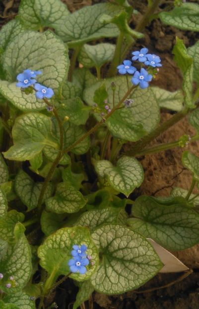 Brunnera macrophylla 'Jack Frost' - 2017 heuchera heucherella brunnera