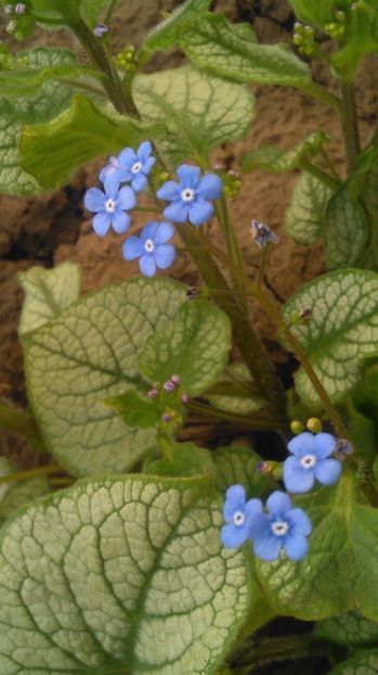 Brunnera macrophylla 'Jack Frost' - 2017 heuchera heucherella brunnera