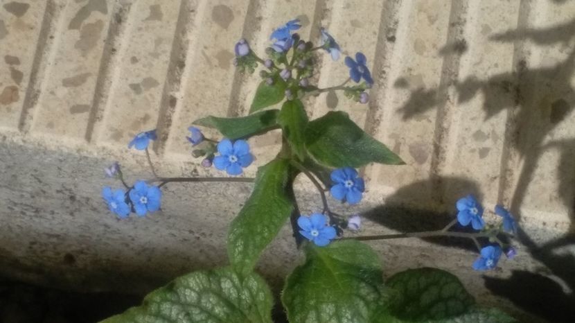 Brunnera macrophylla 'Jack Frost' - 2017 heuchera heucherella brunnera