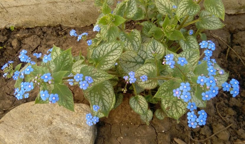 Brunnera macrophylla 'Jack Frost' - 2017 heuchera heucherella brunnera