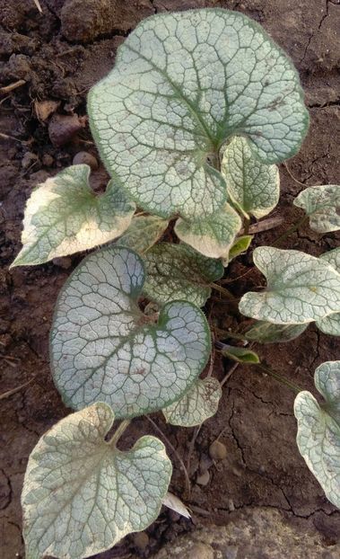 Brunnera macrophylla Kings Ransom - 2017 heuchera heucherella brunnera