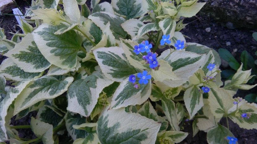 Brunnera macrophylla Variegata - 2017 heuchera heucherella brunnera