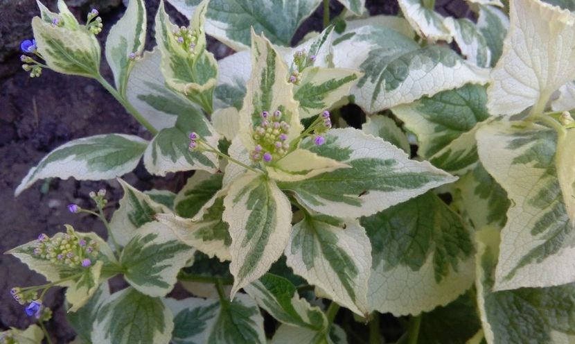 Brunnera macrophylla Variegata - 2017 heuchera heucherella brunnera