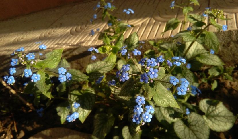 Brunnera macrophylla 'Jack Frost' - 2017 heuchera heucherella brunnera