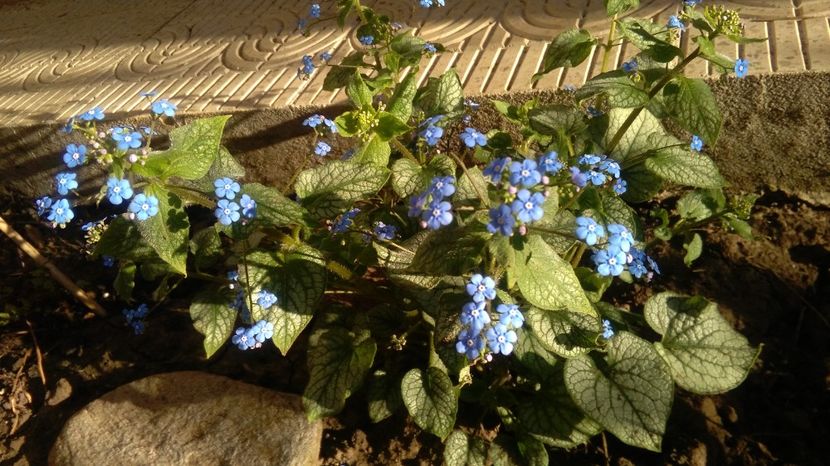 Brunnera macrophylla 'Jack Frost' - 2017 heuchera heucherella brunnera