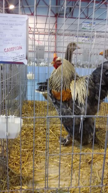  - 1_2- OUA DISPONIBILE