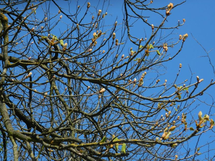  - 2017 LA PADURE TIMISOARA