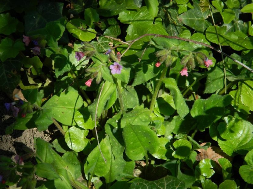  - 2017 LA PADURE TIMISOARA