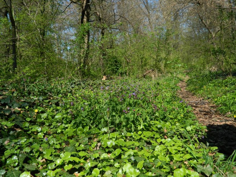  - 2017 LA PADURE TIMISOARA