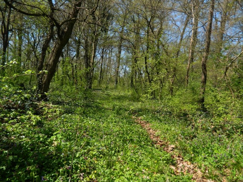  - 2017 LA PADURE TIMISOARA